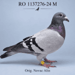 RO-1137276-24 M – Orig. Novac Alin