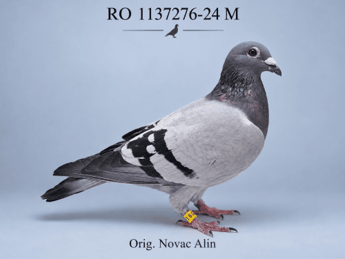 RO-1137276-24 M – Orig. Novac Alin