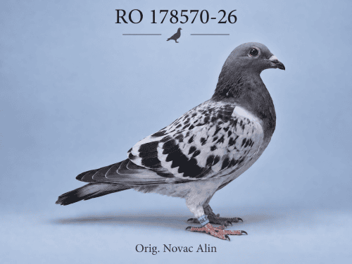 RO-178570-26 M – Orig. Novac Alin