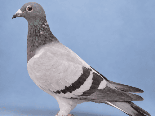 RO 18-9010105 F Orig.Chelaru Cristinel