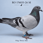 RO-176035-2026-M Orig.Novac Alin
