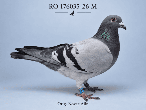 RO-176035-2026-M Orig.Novac Alin