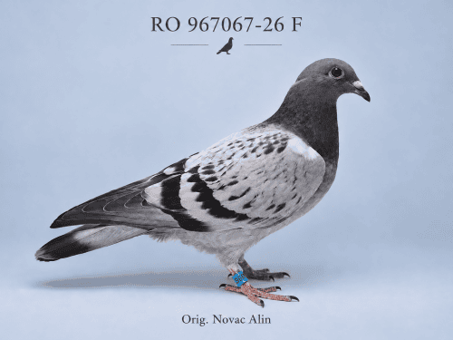 RO-967067-26 F – Orig. Novac Alin