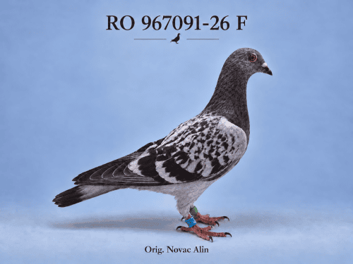 RO-967091-26 F – Orig. Novac Alin