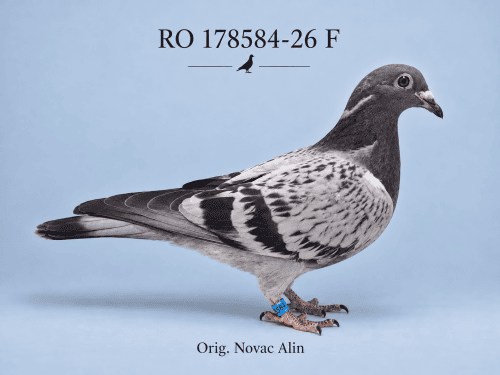 RO-178584-26 F – Orig. Novac Alin