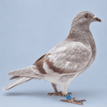 RO-178580-26 M – Orig. Novac Alin