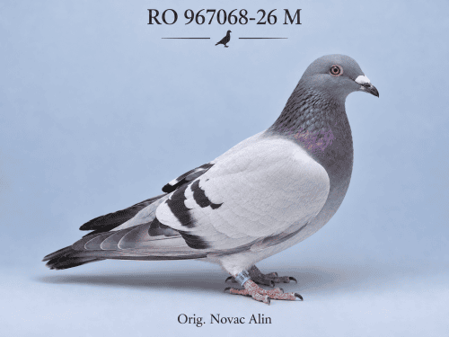 RO-967068-26 M – Orig. Novac Alin